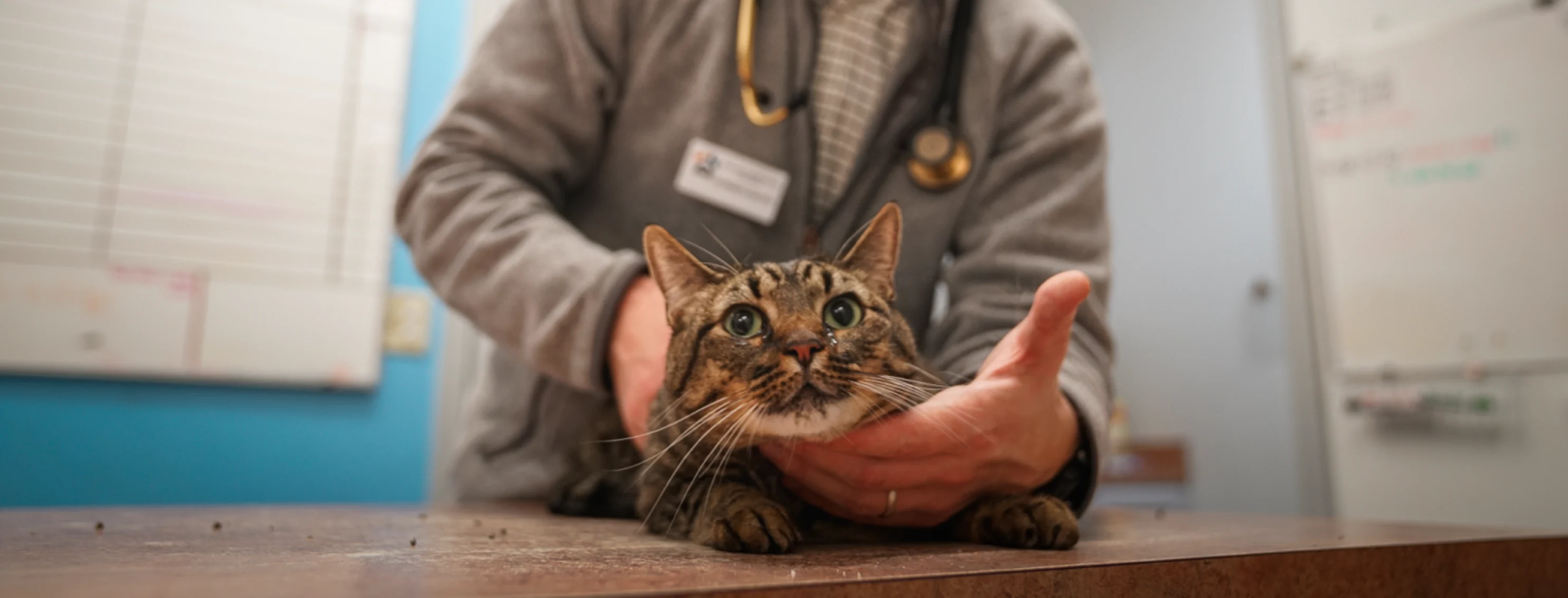  Great Oaks Animal Hospital 0166 - Dr. Kingston Treatment Cat